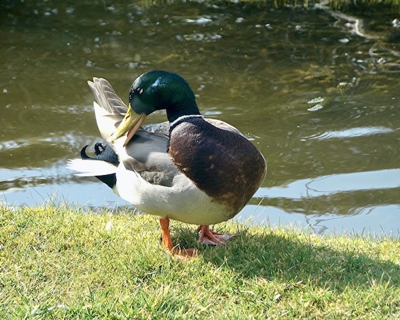 mallard